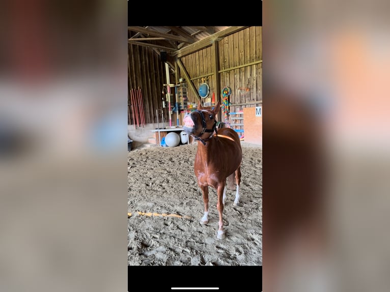 Hackney Pony Wallach 13 Jahre 125 cm Fuchs in Tengen