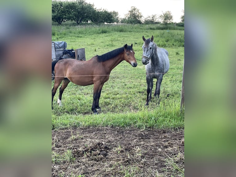 Hackney Pony Wallach 15 Jahre 138 cm Brauner in Haibach