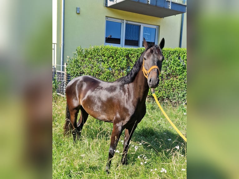 Hackney Pony Wallach 5 Jahre 133 cm Schwarzbrauner in Lorsch