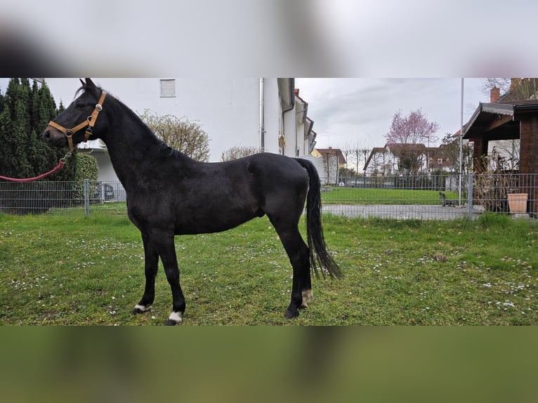 Hackney Pony Wallach 5 Jahre 133 cm Schwarzbrauner in Lorsch