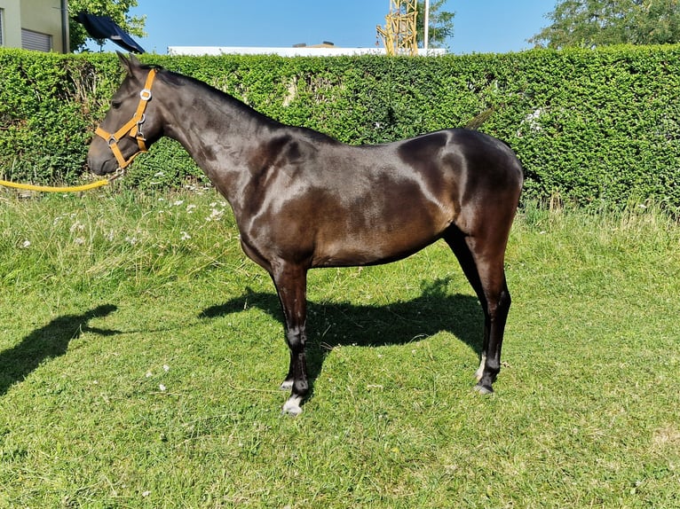 Hackney Pony Wallach 5 Jahre 133 cm Schwarzbrauner in Lorsch