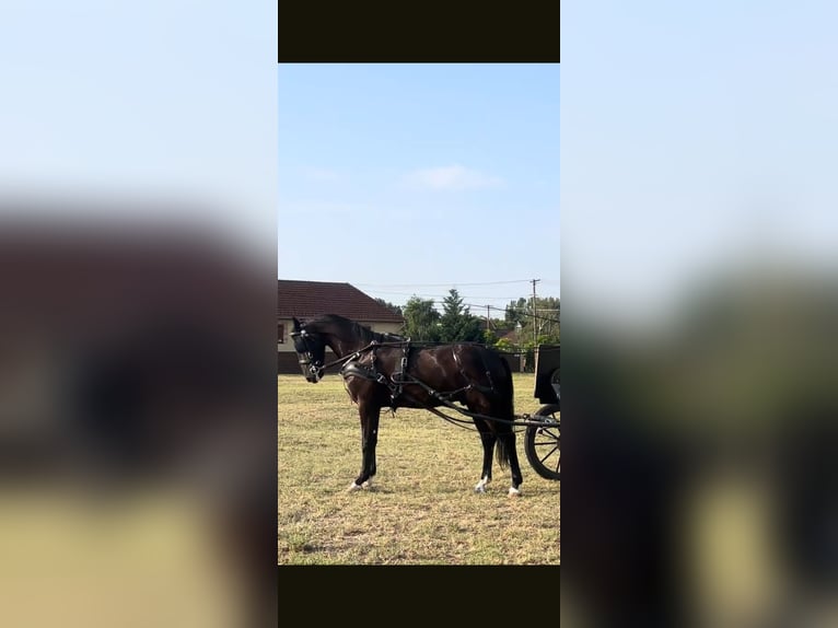 Hackney Pony Wallach 5 Jahre 147 cm Rappe in Szeged