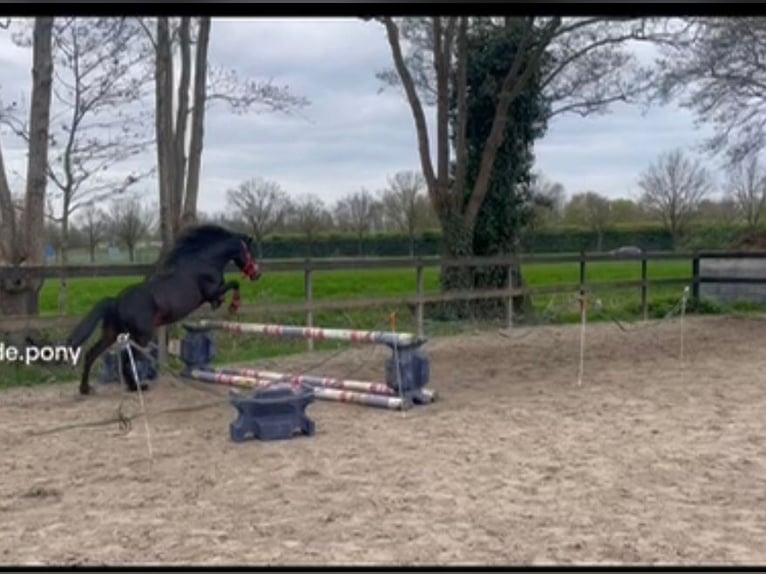 Hackney Pony Wallach 6 Jahre 126 cm Dunkelbrauner in Drachten