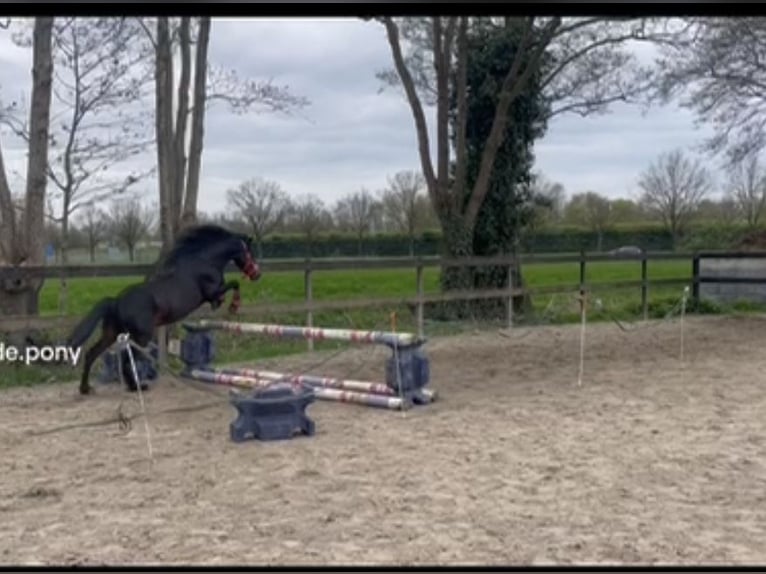 Hackney Pony Wallach 7 Jahre 125 cm Dunkelbrauner in Drachten