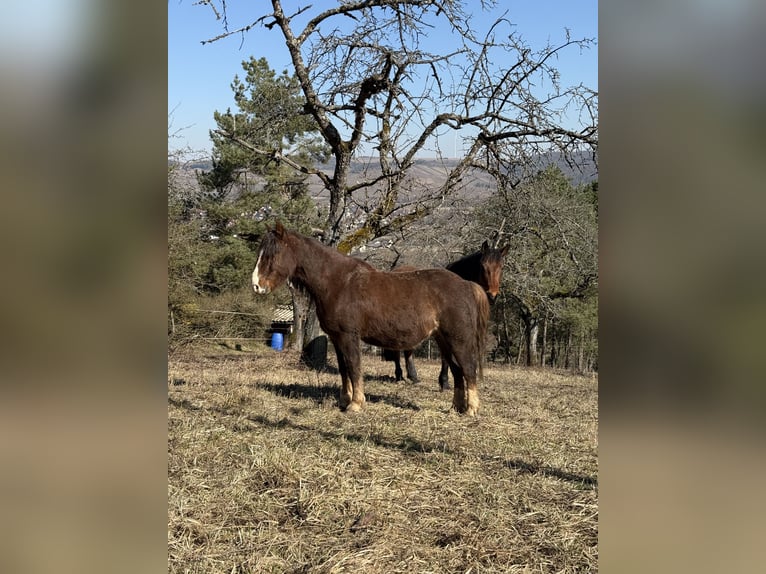 Hackney Pony Wallach 8 Jahre 120 cm Dunkelfuchs in Erlabrunn