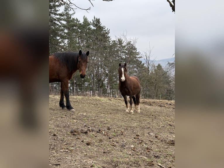 Hackney Pony Wallach 8 Jahre 120 cm Dunkelfuchs in Erlabrunn