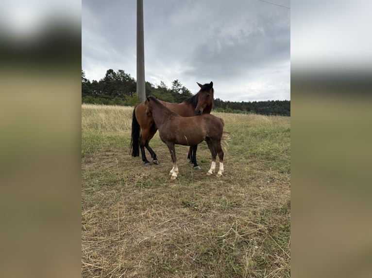 Hackney Pony Wallach 8 Jahre 120 cm Dunkelfuchs in Erlabrunn
