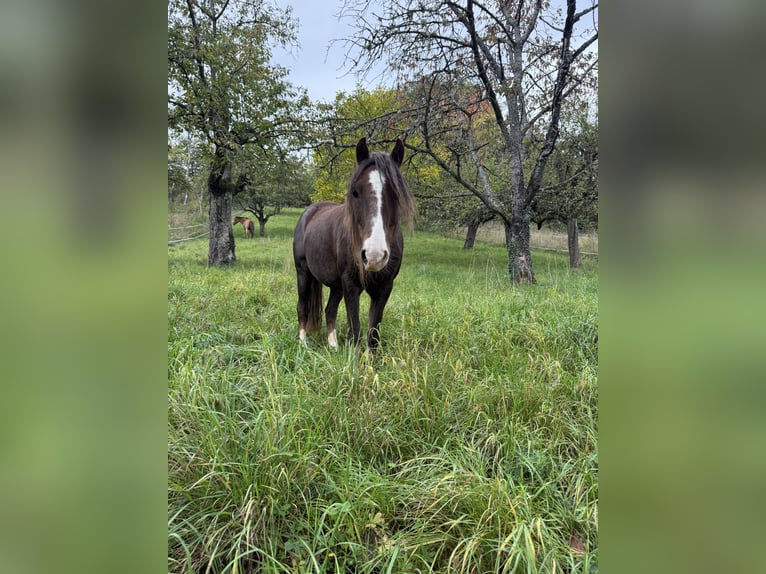 Hackney Pony Wallach 8 Jahre 120 cm Dunkelfuchs in Erlabrunn