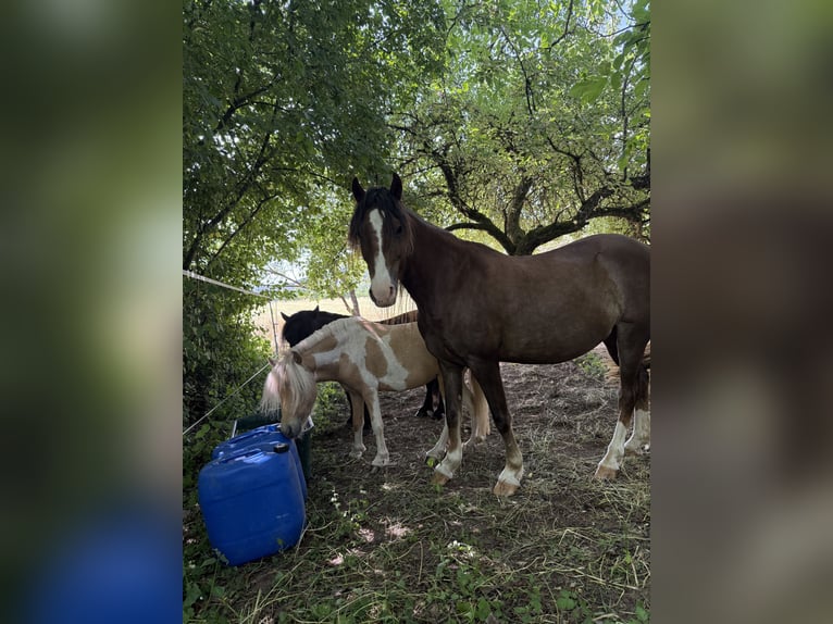 Hackney Pony Wallach 8 Jahre 120 cm Dunkelfuchs in Erlabrunn