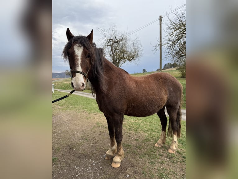 Hackney Pony Wallach 8 Jahre 120 cm Dunkelfuchs in Erlabrunn