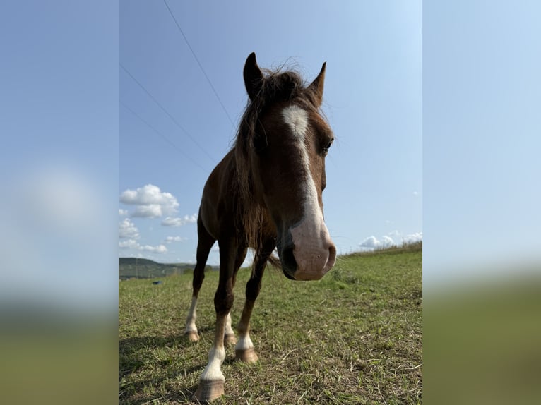 Hackney Pony Wallach 8 Jahre 120 cm Dunkelfuchs in Erlabrunn