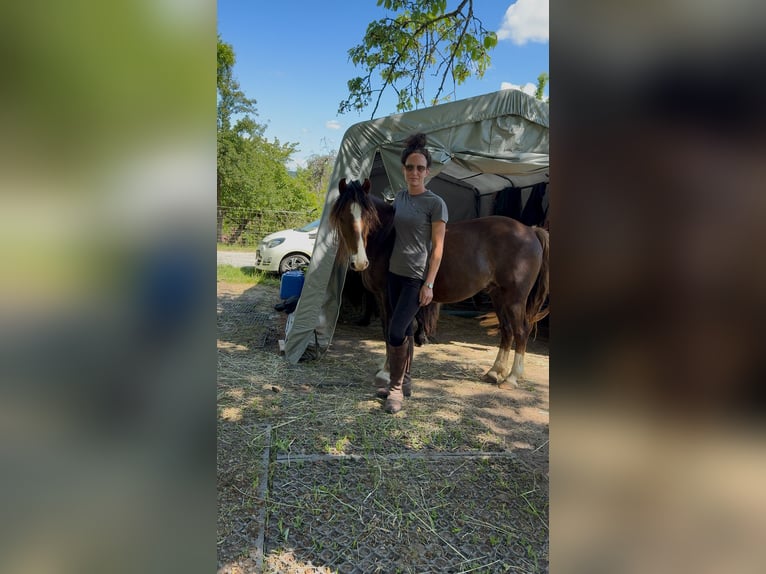 Hackney Pony Wallach 8 Jahre 120 cm Dunkelfuchs in Erlabrunn