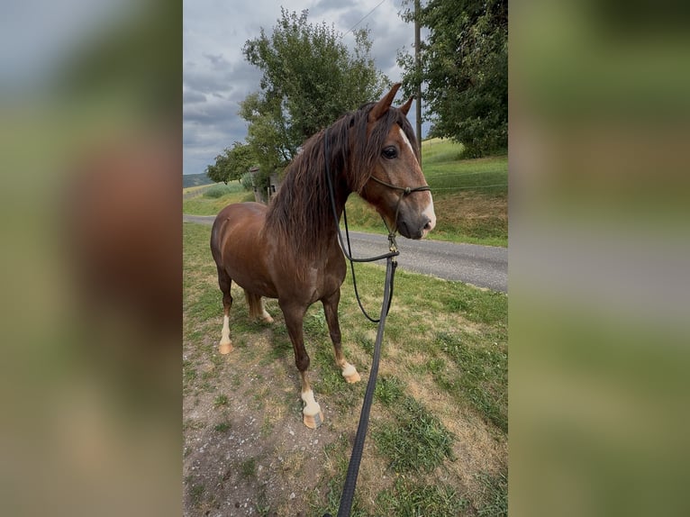 Hackney Pony Wallach 8 Jahre 120 cm Dunkelfuchs in Erlabrunn