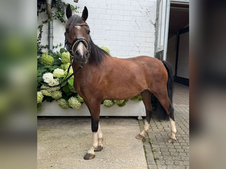 Hackney Pony Wallach 8 Jahre 140 cm Brauner in Neumarkt in der Oberpfalz