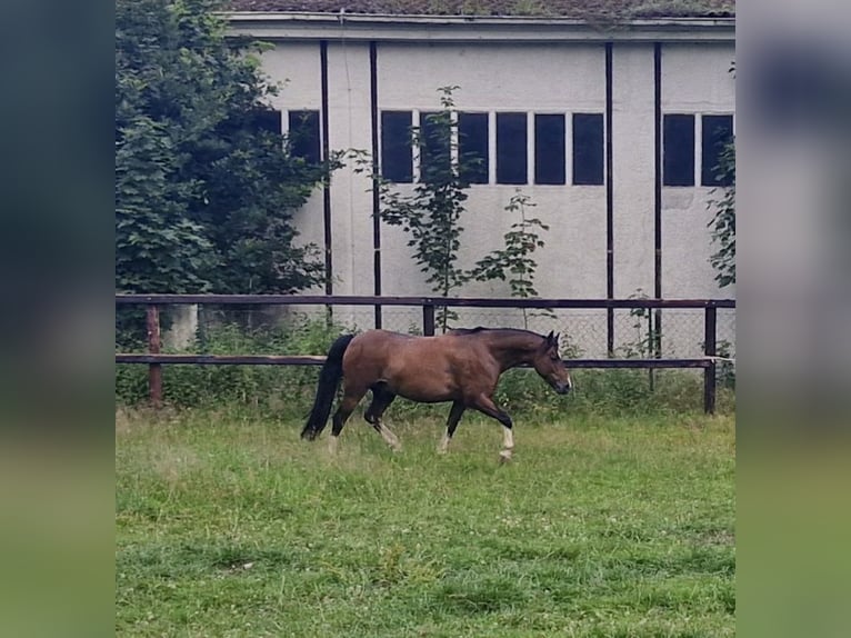 Hackney Pony Wallach 8 Jahre 140 cm Dunkelbrauner in Visselh&#xF6;vede