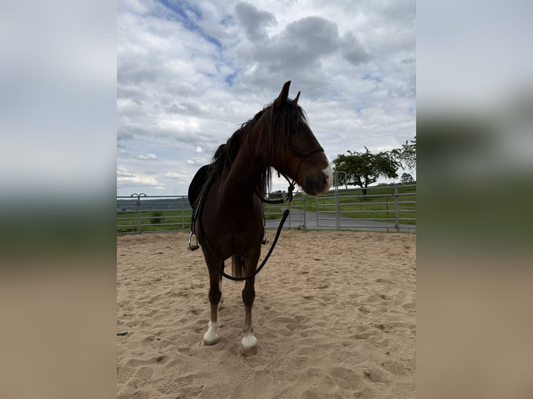 Hackney Pony Wallach 9 Jahre 123 cm Dunkelfuchs in Erlabrunn