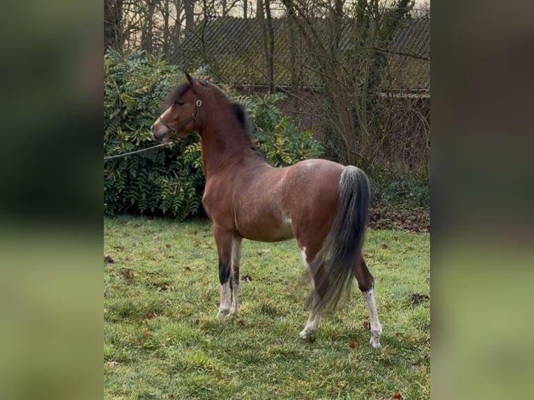 Hackney Wallach 4 Jahre 125 cm Braunfalbschimmel in Ambt Delden
