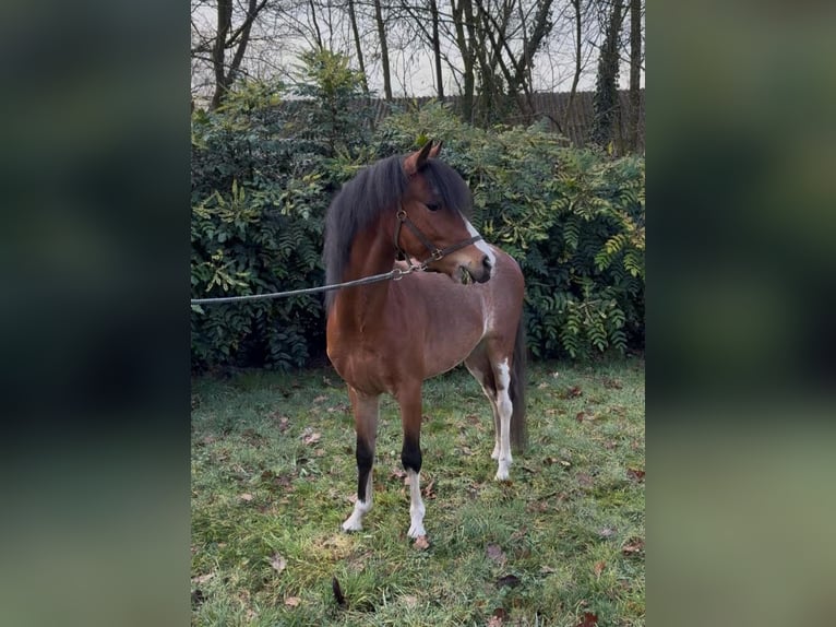 Hackney Wallach 4 Jahre 125 cm Braunfalbschimmel in Ambt Delden
