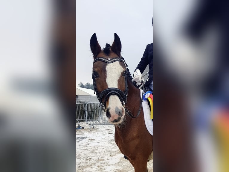 Hackney Wallach 8 Jahre 125 cm Brauner in Czosnow