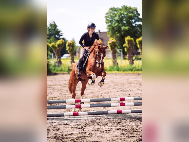 Hackney Wallach 9 Jahre 152 cm Fuchs in Esens