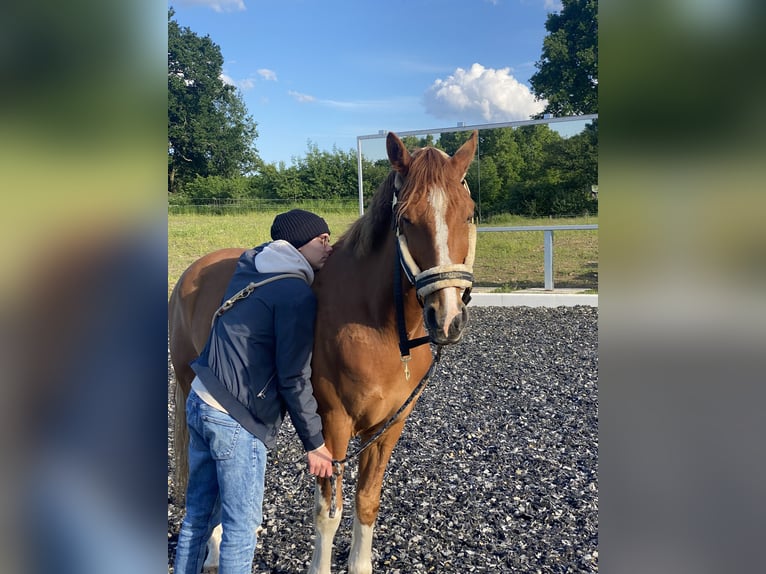 Hackney Wallach 9 Jahre 152 cm Fuchs in Esens