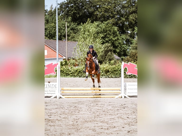 Hackney Wallach 9 Jahre 152 cm Fuchs in Esens