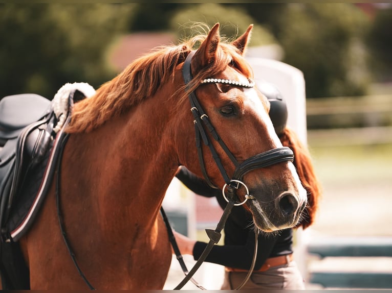 Hackney Wallach 9 Jahre 152 cm Fuchs in Esens