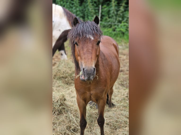 Hackneyhäst Blandning Valack 7 år 110 cm Brun in Düsseldorf