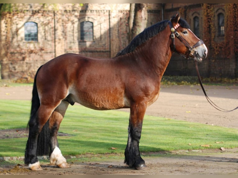 HADRIAN Reńsko-niemiecki koń zimnokrwisty Ogier Gniada in Warendorf
