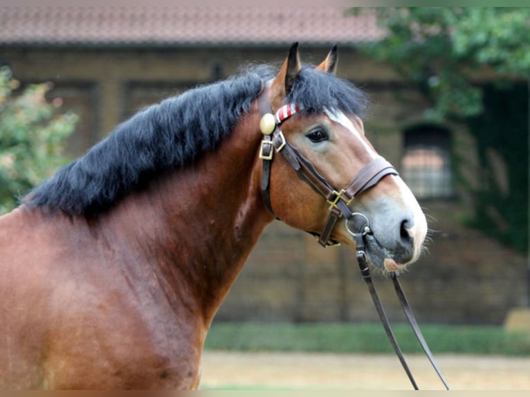 HADRIAN Reńsko-niemiecki koń zimnokrwisty Ogier Gniada in Warendorf