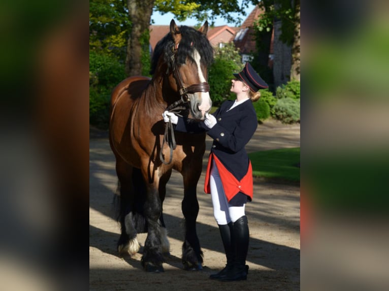 HADRIAN Rijnlandse Duitse Koudbloed Hengst Bruin in Warendorf