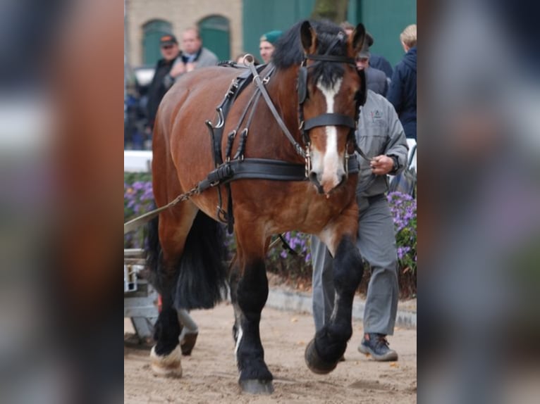 HADRIAN Rijnlandse Duitse Koudbloed Hengst Bruin in Warendorf