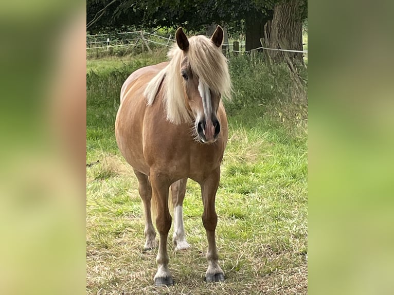 Hafliger Klacz 10 lat 141 cm in Norderstedt