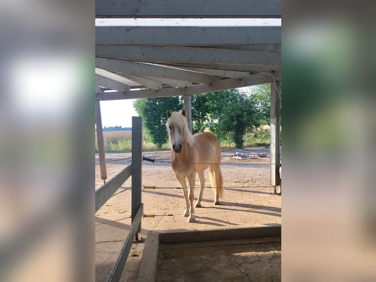 Hafliger Klacz 10 lat 145 cm Kasztanowata in Düren