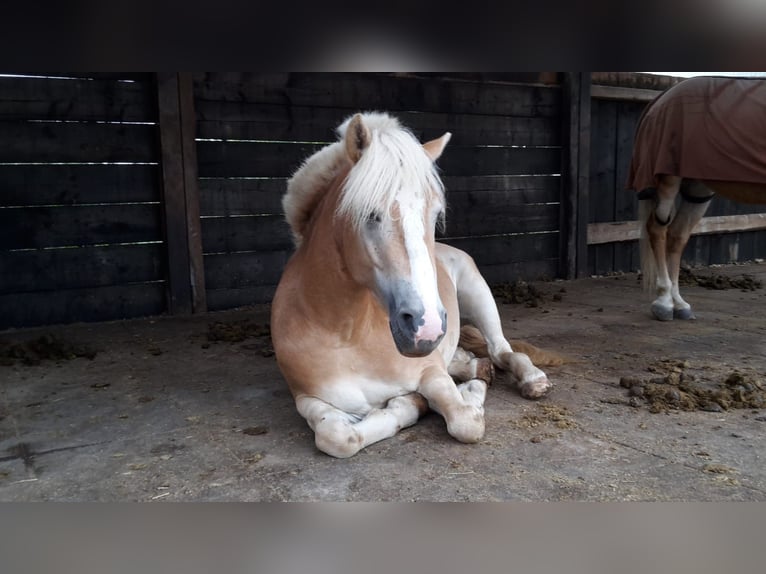 Hafliger Klacz 10 lat 145 cm Kasztanowata in Düren