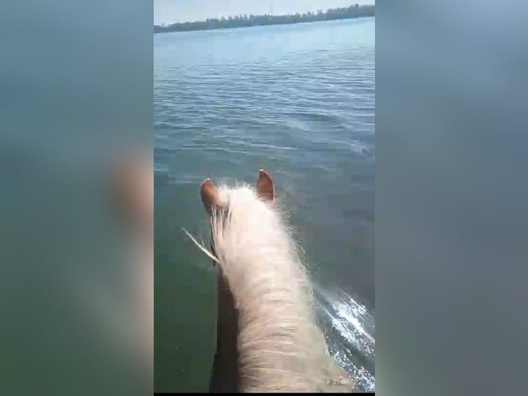 Hafliger Klacz 10 lat 147 cm Kasztanowata in Rees