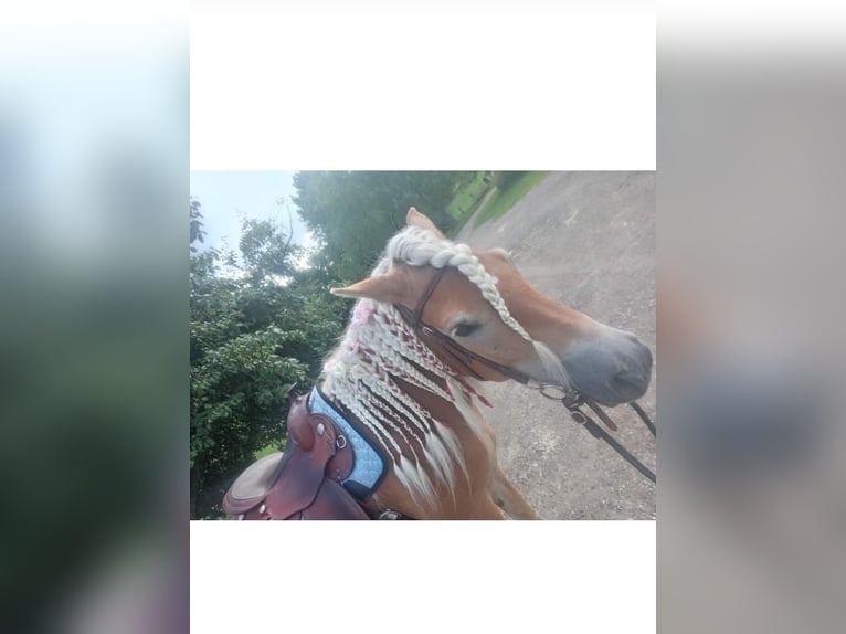 Hafliger Klacz 10 lat 147 cm Kasztanowata in Rees