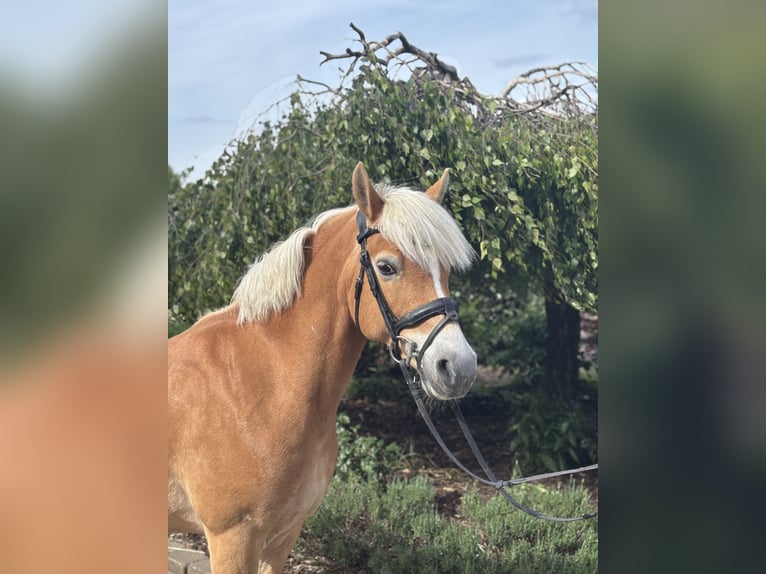 Hafliger Klacz 10 lat 148 cm Kasztanowata in Iggingen