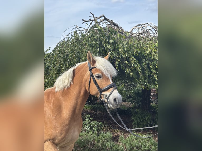 Hafliger Klacz 10 lat 148 cm Kasztanowata in Iggingen