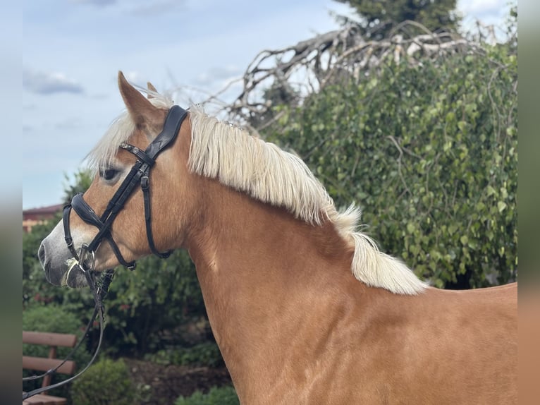 Hafliger Klacz 10 lat 148 cm Kasztanowata in Iggingen