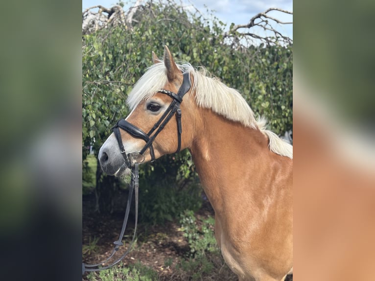 Hafliger Klacz 10 lat 148 cm Kasztanowata in Iggingen