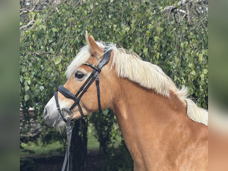 Hafliger Klacz 10 lat 148 cm Kasztanowata in Iggingen