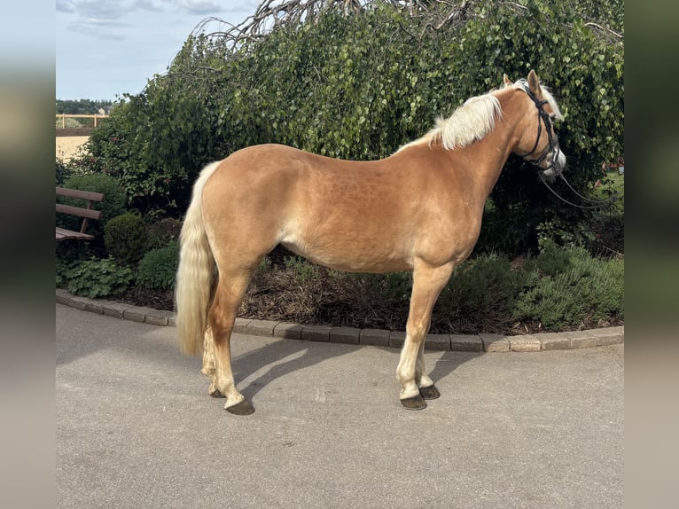 Hafliger Klacz 10 lat 148 cm Kasztanowata in Iggingen