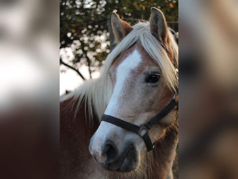 Hafliger Klacz 10 lat 148 cm in Wallern im Burgenland