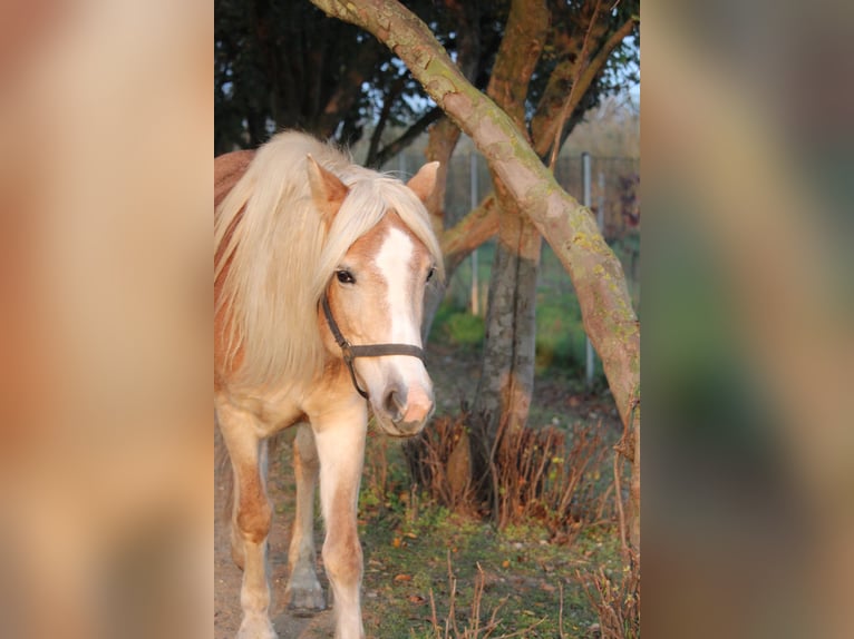 Hafliger Klacz 10 lat 148 cm in Wallern im Burgenland