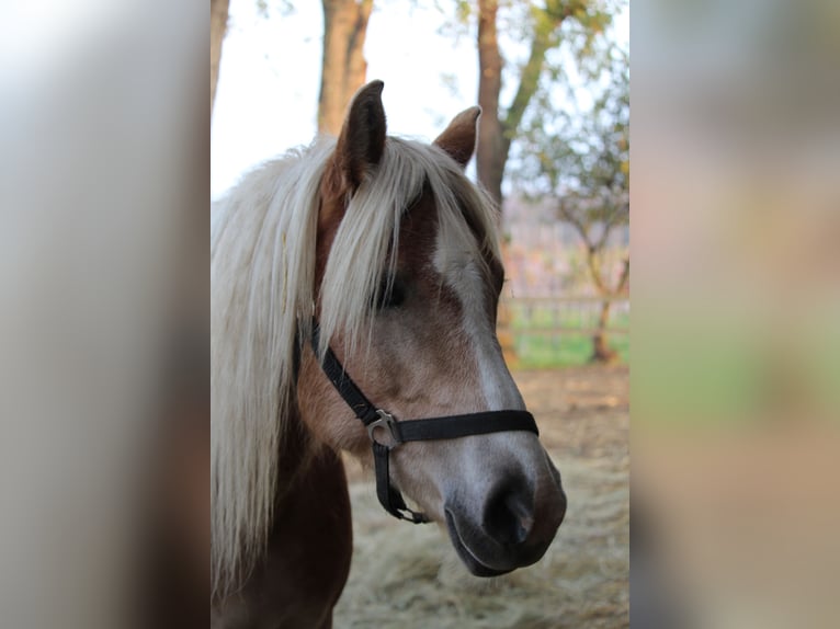 Hafliger Klacz 10 lat 148 cm in Wallern im Burgenland