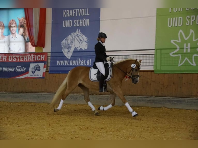 Hafliger Klacz 10 lat 150 cm Kasztanowata in Arnoldstein
