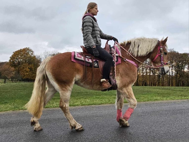 Hafliger Klacz 10 lat 150 cm Kasztanowata in Linkenbach