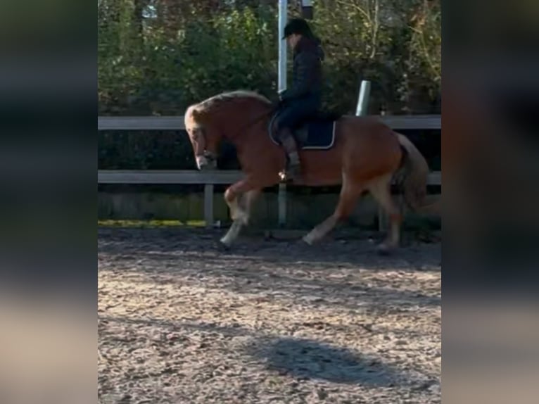 Hafliger Klacz 10 lat 151 cm Bułana in Borod