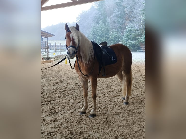 Hafliger Klacz 10 lat 151 cm Kasztanowata in Schleedorf